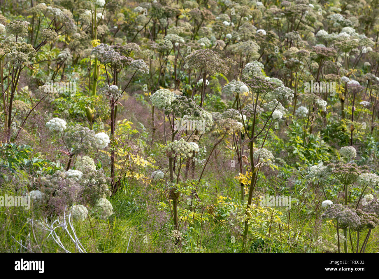 L'angelica (Angelica archangelica), fioritura, Norvegia Foto Stock