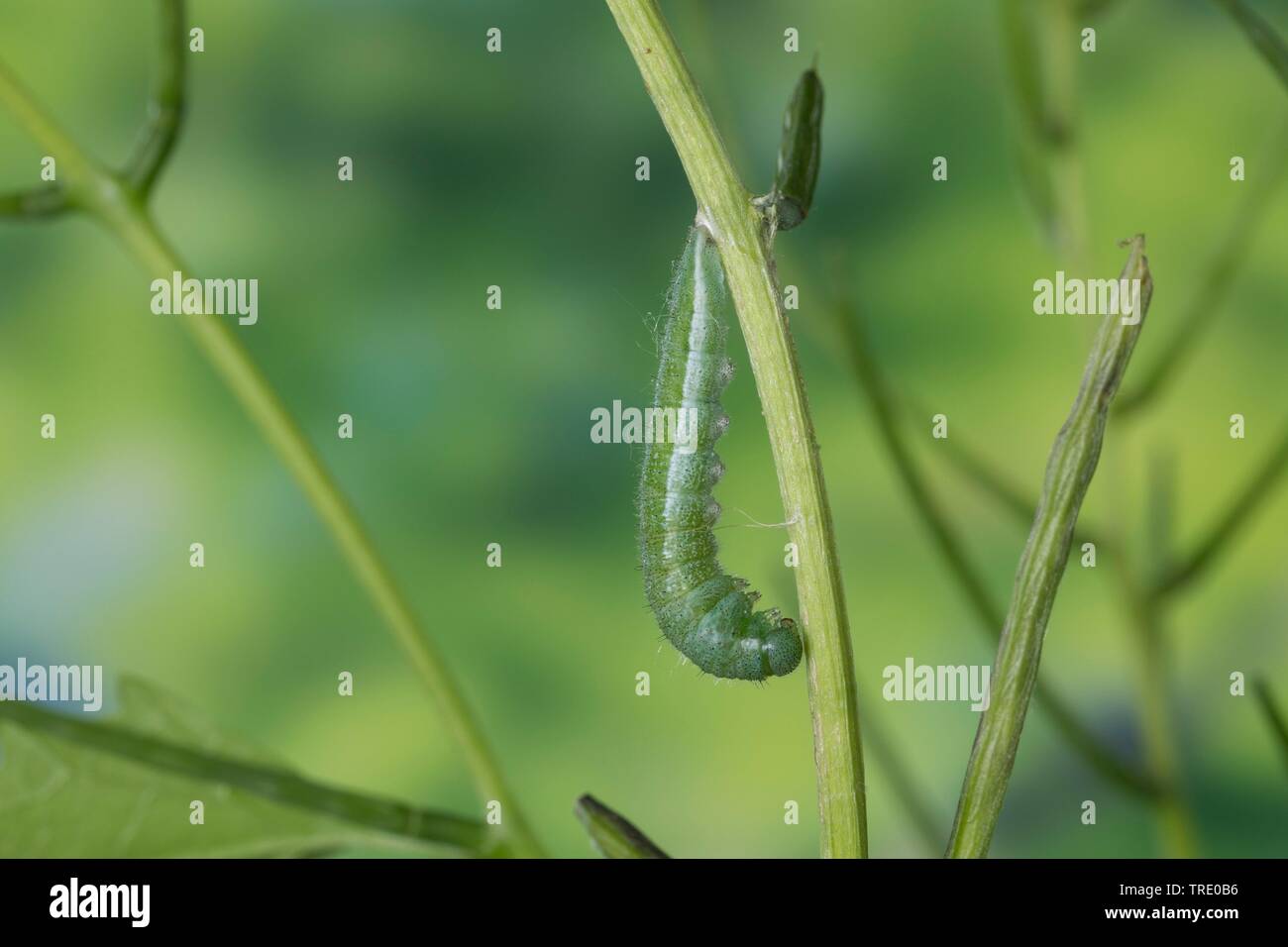 Arancio-punta (Anthocharis cardamines), Caterpillar durante pupation, Germania Foto Stock