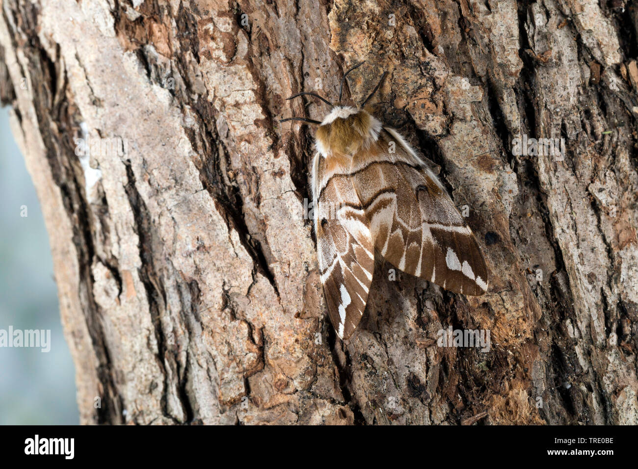 Kentish gloria (Endromis versicolora), seduto alla corteccia, vista da sopra, Germania Foto Stock