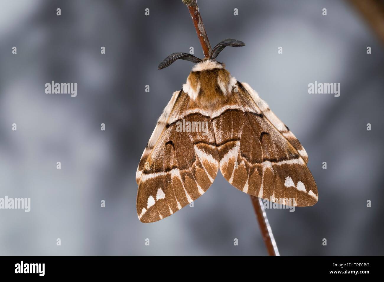 Kentish gloria (Endromis versicolora), seduti a un ramoscello, vista da sopra, Germania Foto Stock