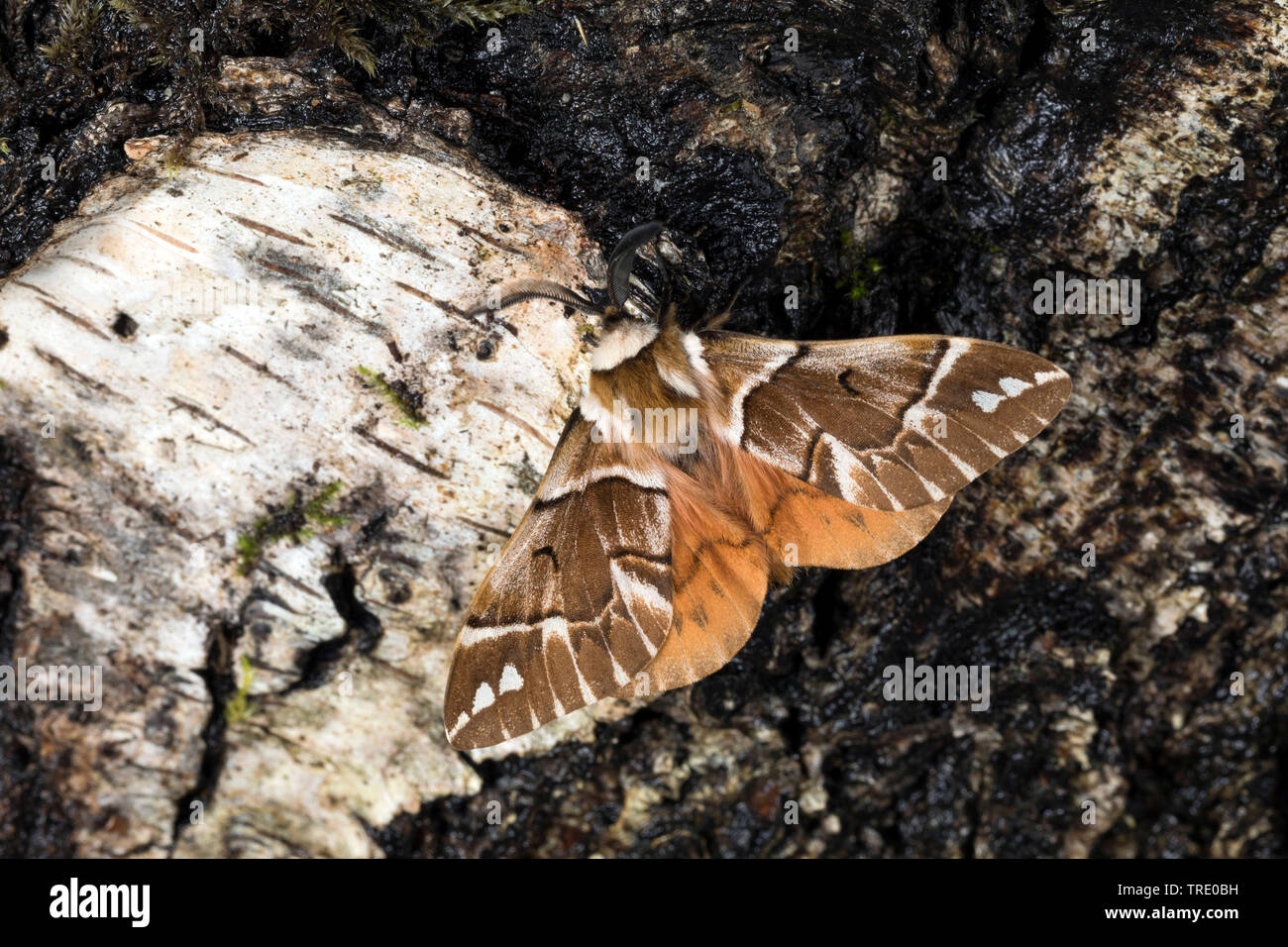 Kentish gloria (Endromis versicolora), seduto alla corteccia, vista da sopra, Germania Foto Stock