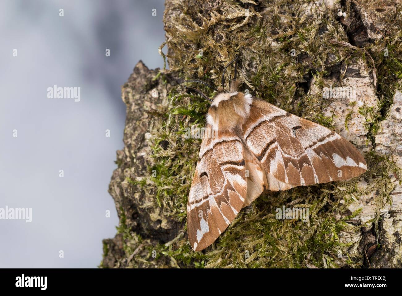 Kentish gloria (Endromis versicolora), seduta alla corteccia di muschio, vista da sopra, Germania Foto Stock