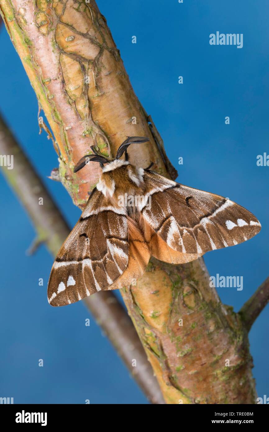 Kentish gloria (Endromis versicolora), seduti a un ramo, vista da sopra, Germania Foto Stock