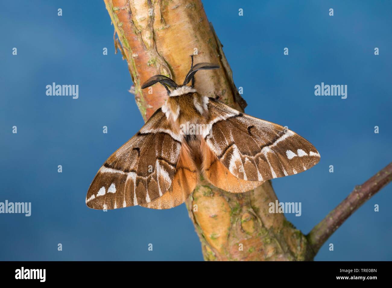 Kentish gloria (Endromis versicolora), seduti a un ramo, vista da sopra, Germania Foto Stock