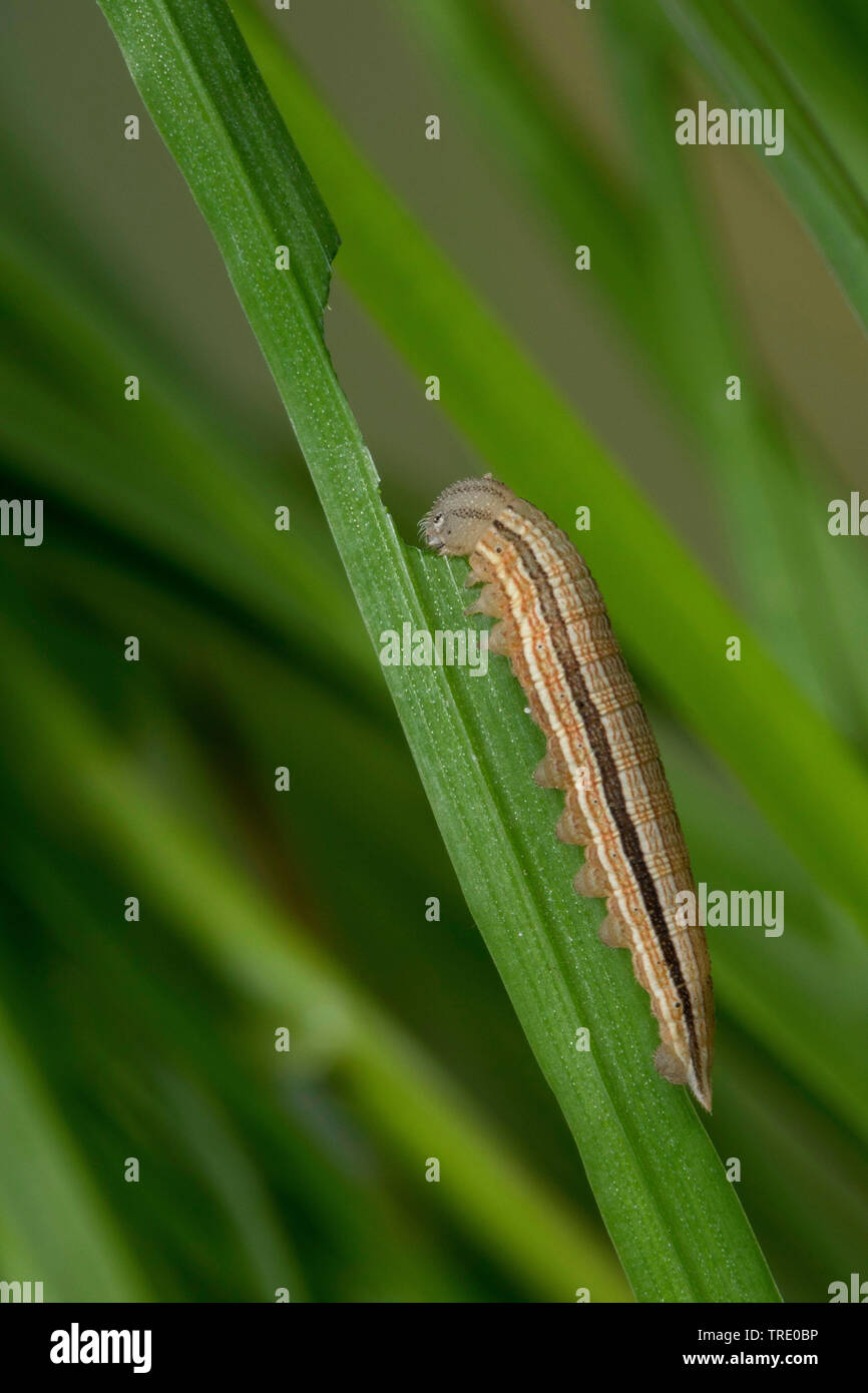 Dryad (Minois dryas, dryas Satyrus), giovani alimentazione caterpillar sulla lama di erba, Germania Foto Stock