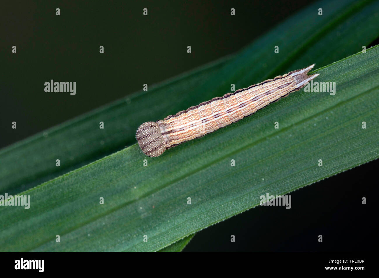 Dryad (Minois dryas, dryas Satyrus), giovani caterpillar sulla lama di erba, Germania Foto Stock