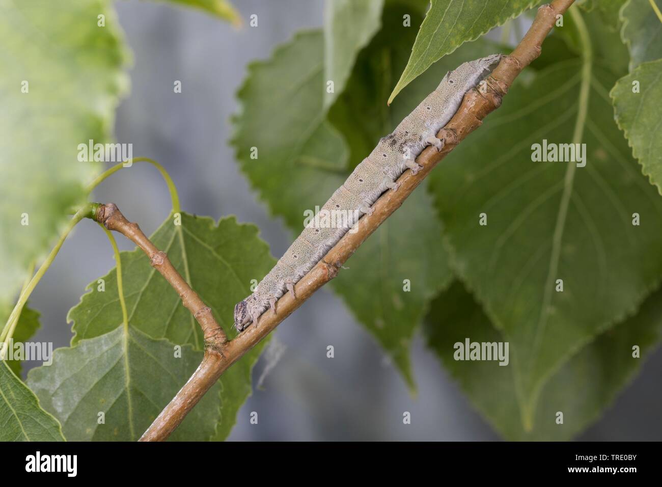 Clifden Nonpareil (Catocala fraxini), giovane bruco su un ramoscello di pioppo, Germania Foto Stock