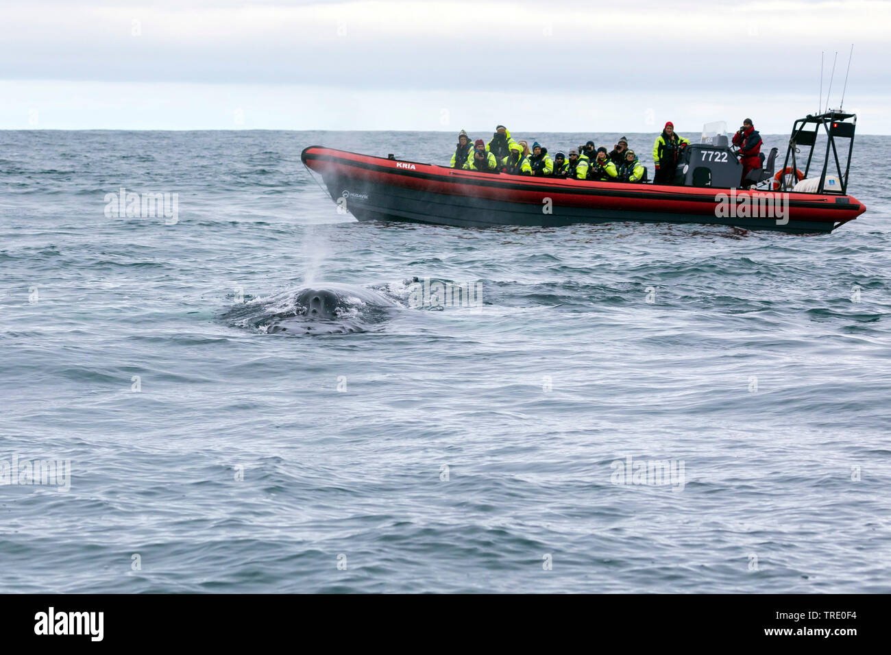 Humpback Whale (Megaptera novaeangliae), i turisti su una barca di gomma rispettando una balena Islanda Foto Stock
