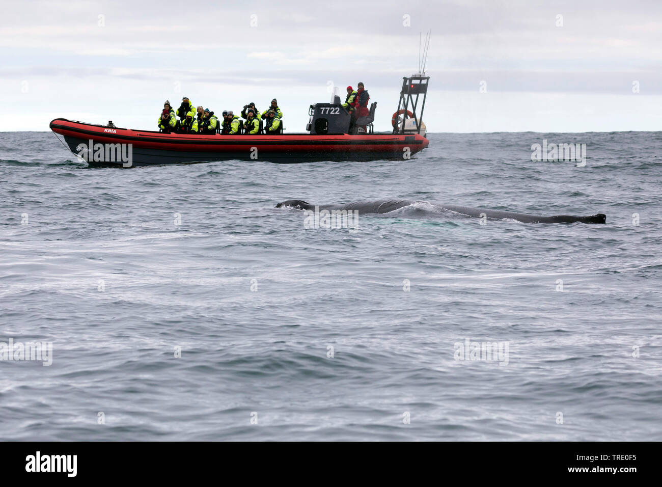 Humpback Whale (Megaptera novaeangliae), i turisti su una barca di gomma rispettando una balena Islanda Foto Stock