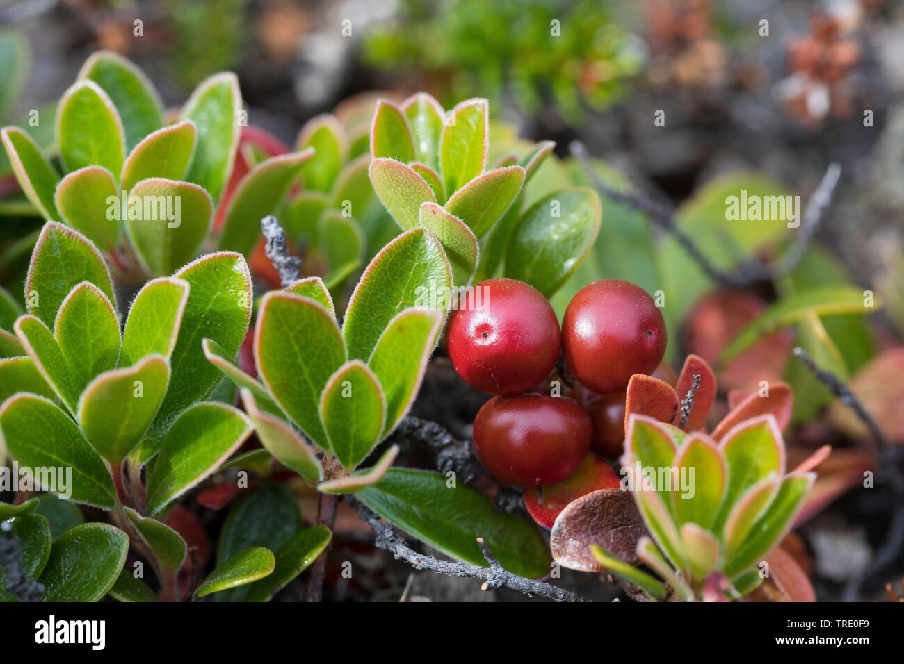 Uva ursina (Arctostaphylos uva-ursi), con frutti, Islanda Foto Stock