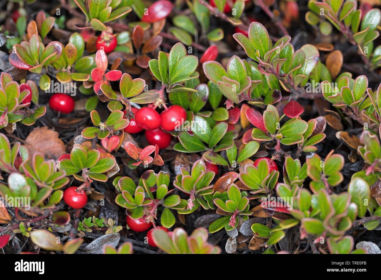 Uva ursina (Arctostaphylos uva-ursi), con frutti, Islanda Foto Stock