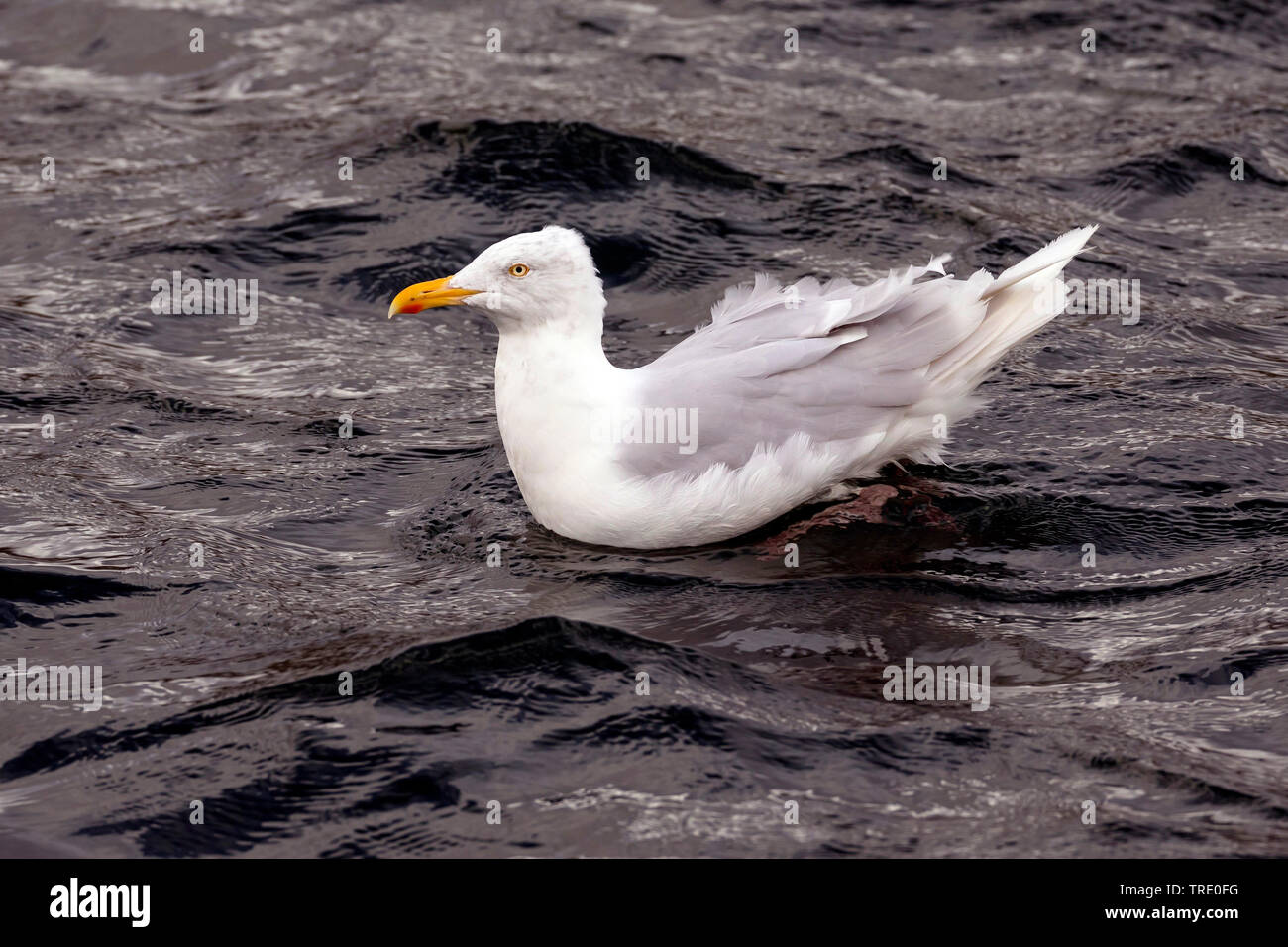 Glaucous gull (Larus hyperboreus), nuoto, Islanda Foto Stock