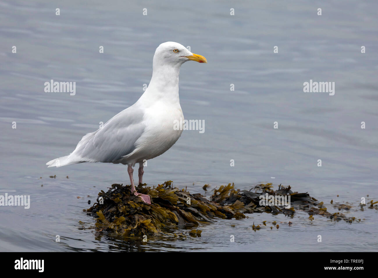 Glaucous gull (Larus hyperboreus), seduto su una roccia in acqua, Islanda Foto Stock