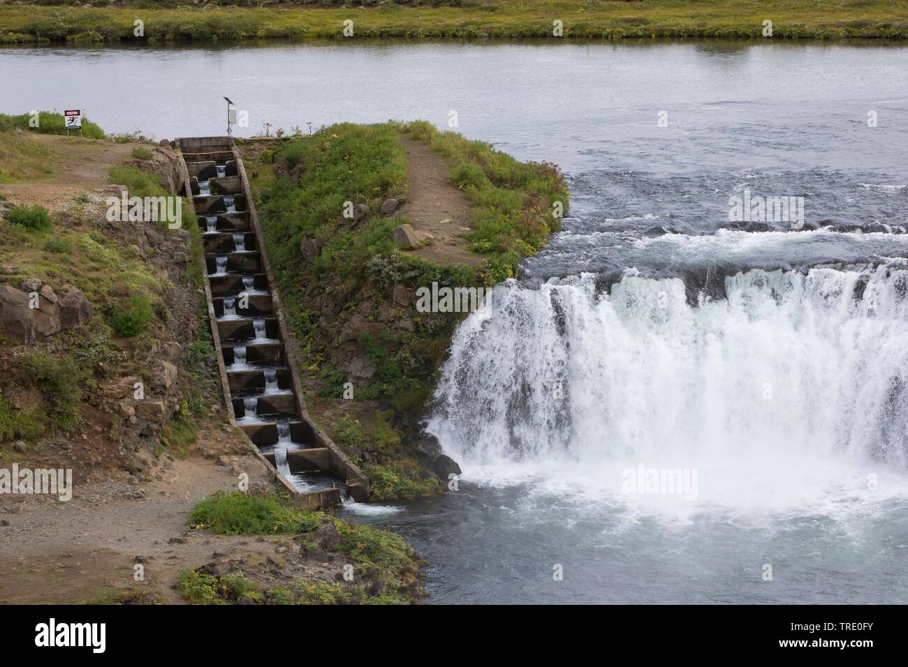 Faxi cascata con pesce scaletta, Islanda, Faxafoss, Vatnsleysufoss Foto Stock