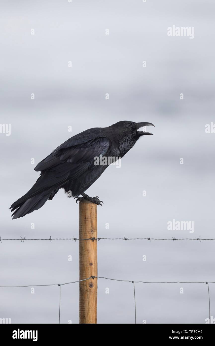 Comune di corvo imperiale (Corvus corax), chiamando, Islanda Foto Stock