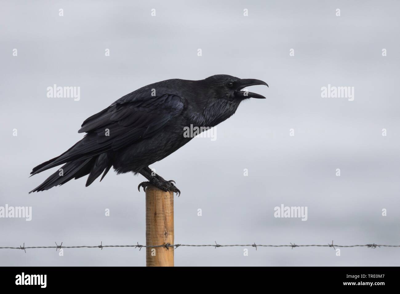 Comune di corvo imperiale (Corvus corax), chiamando, Islanda Foto Stock