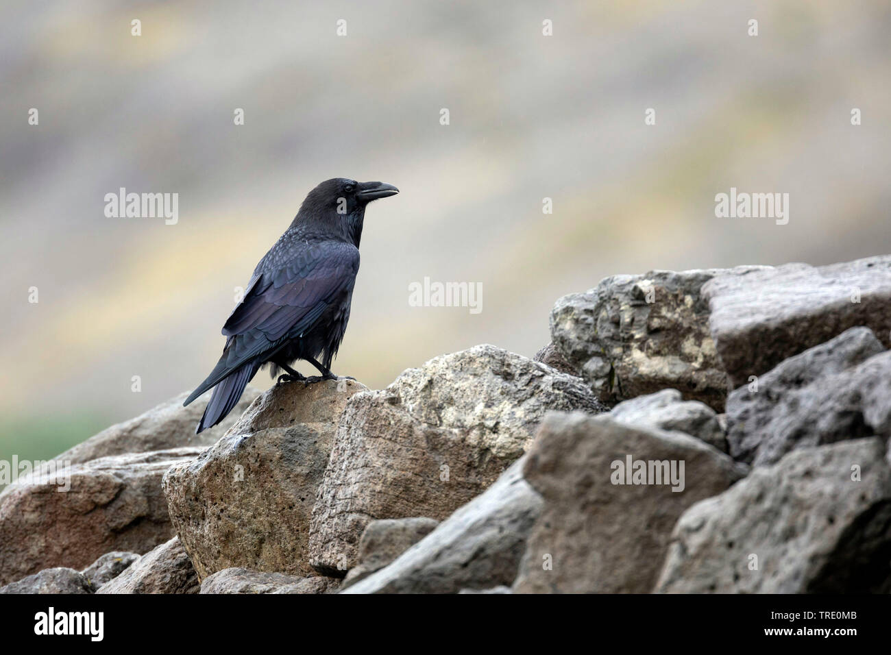 Comune di corvo imperiale (Corvus corax), seduti sulle rocce, Islanda Foto Stock