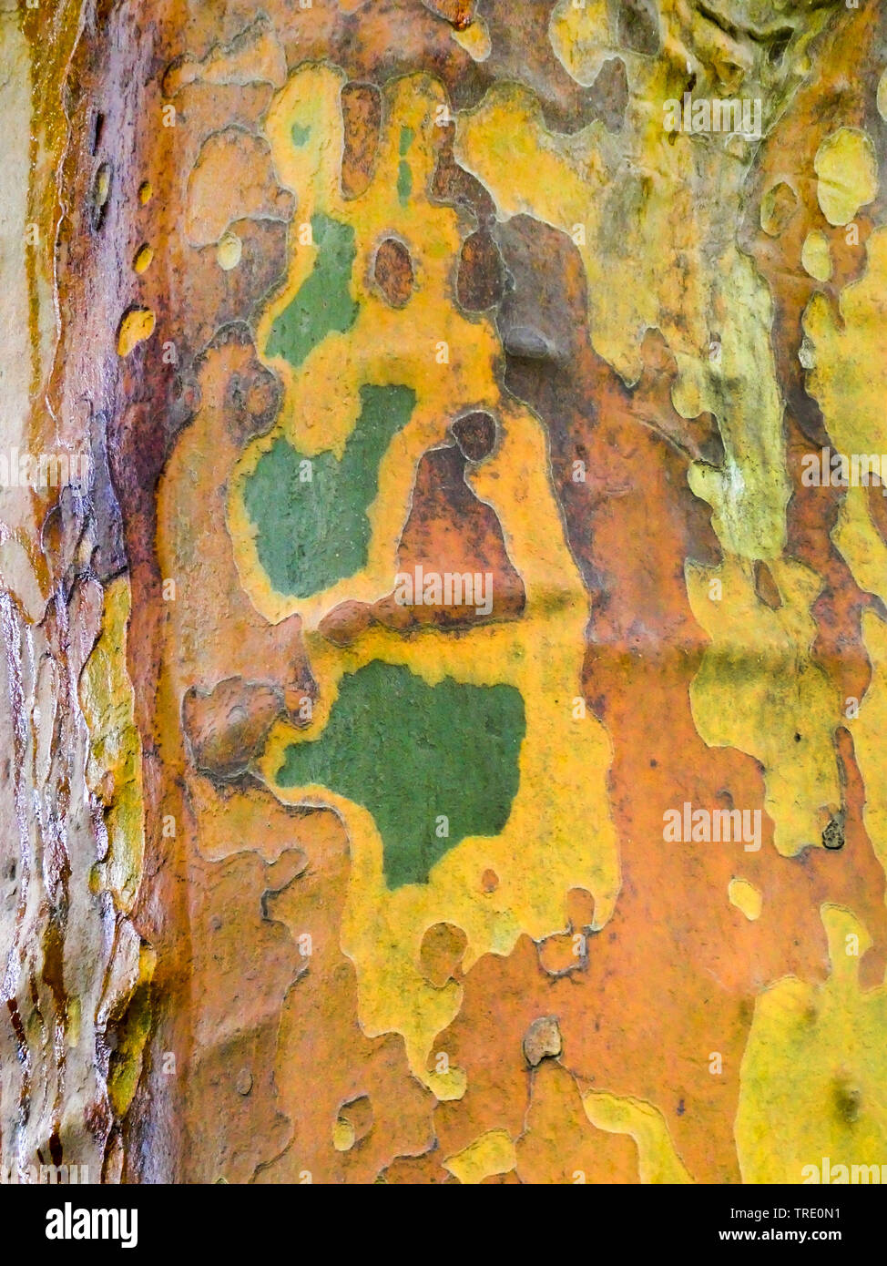 Piano europeo, acero-lasciato piano piano Londra, Londra planetree (Platanus hispanica, Platanus x hybrida, Platanus hybrida, platanus acerifolia) e colorati di corteccia di albero piano, Germania Foto Stock