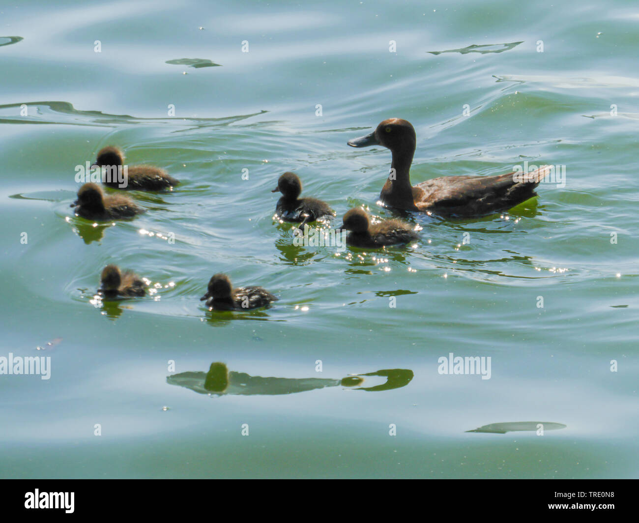 Moretta (Aythya fuligula), tufted duck con pulcini, Germania Foto Stock