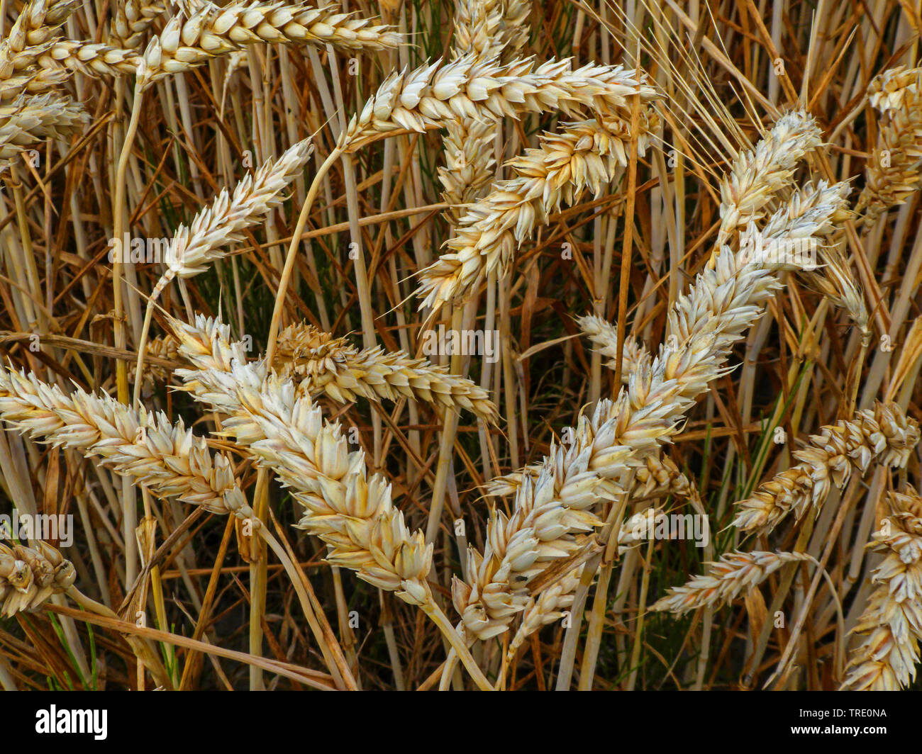 Pane di frumento, coltivati frumento (Triticum aestivum), mature spighe di grano, Germania, Bassa Sassonia Foto Stock