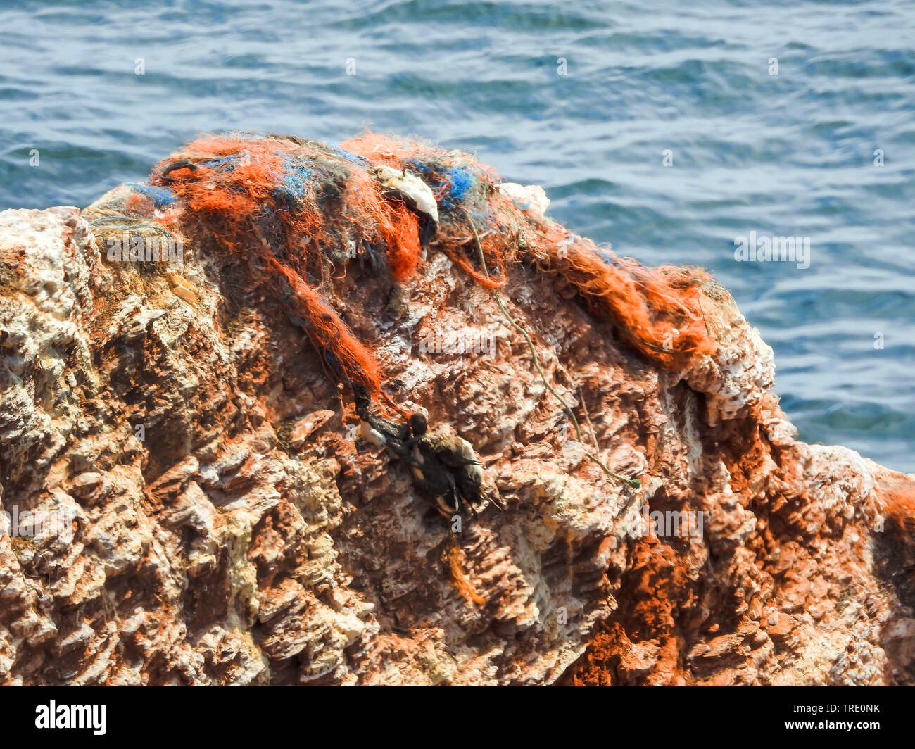 Gli uccelli morti in reti a birdcliff su isola di Helgoland, Germania, Schleswig-Holstein, Isola di Helgoland Foto Stock Gli uccelli morti in reti a birdcliff su isola di Helgoland, Germania, Schleswig-Holstein, Isola di Helgoland Foto Stock