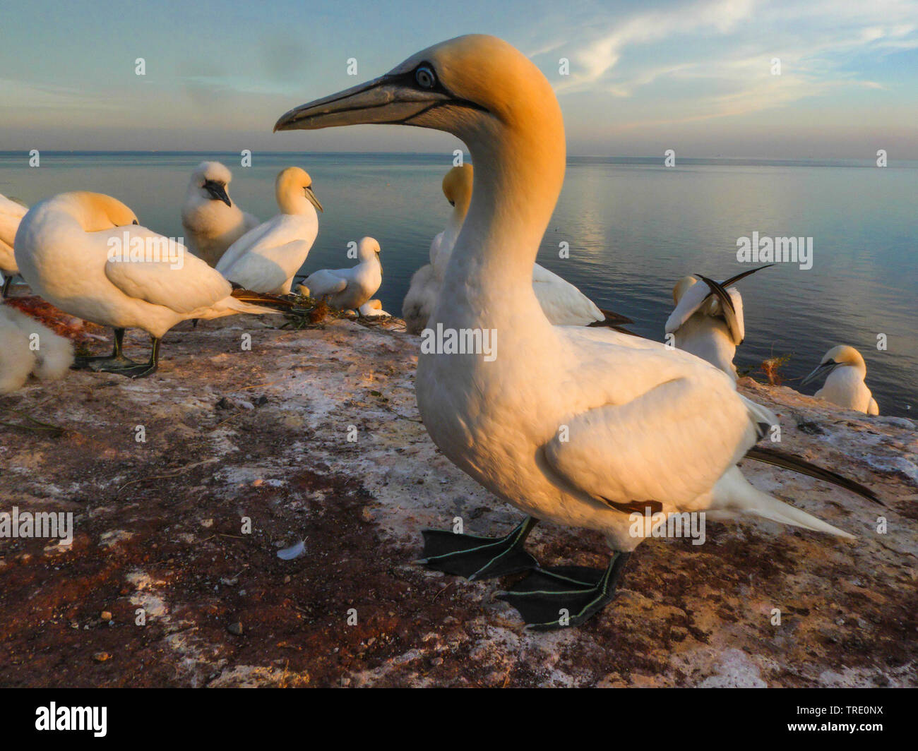 Northern gannet (Sula bassana, Morus bassanus), nella luce della sera, Germania, Schleswig-Holstein, Isola di Helgoland Foto Stock