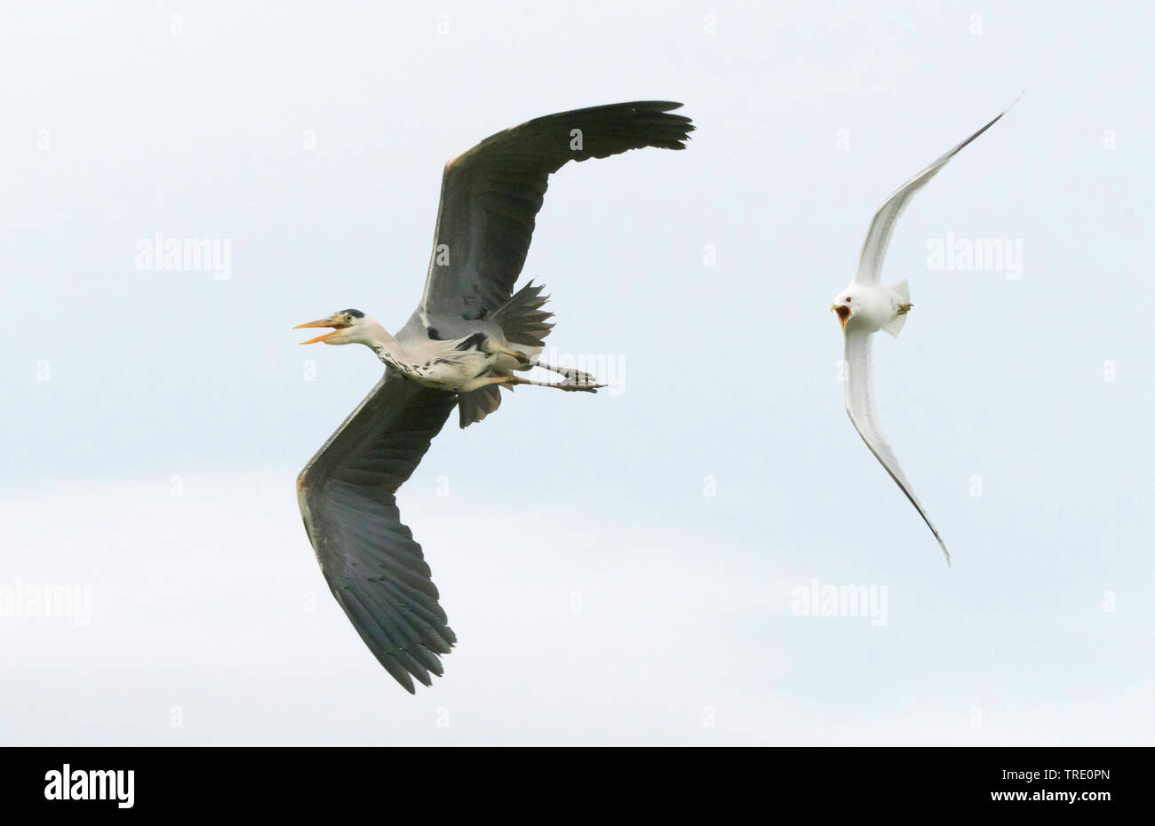Mew gull (Larus canus), mew gull attacchi airone cenerino, Norvegia, Troms Foto Stock