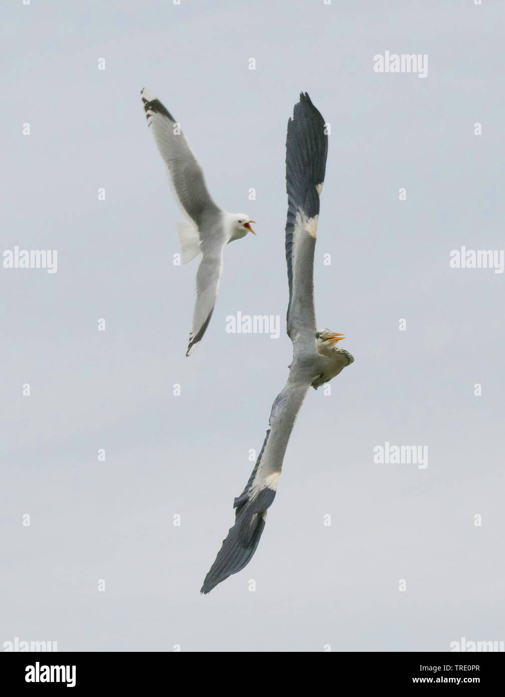 Mew gull (Larus canus), mew gull attacchi airone cenerino, Norvegia, Troms Foto Stock