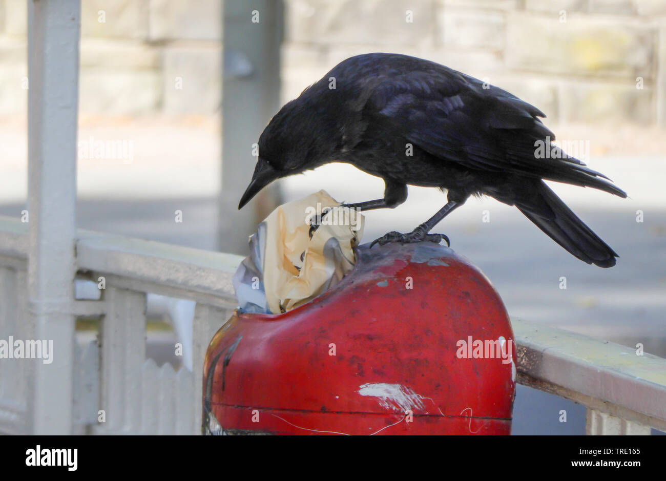 Carrion crow (Corvus corone, Corvus corone corone), Carrion Crow sul contenitore di rifiuti, Germania Amburgo Foto Stock