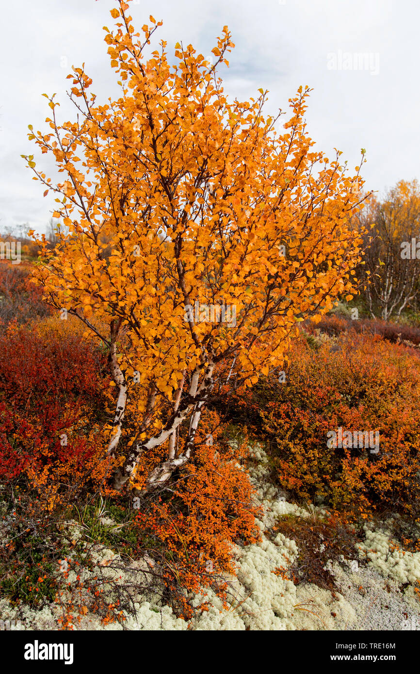 Betulla in autunno, Norvegia, Oppland, Dovrefjell Sunndalsfjella Parco Nazionale Foto Stock