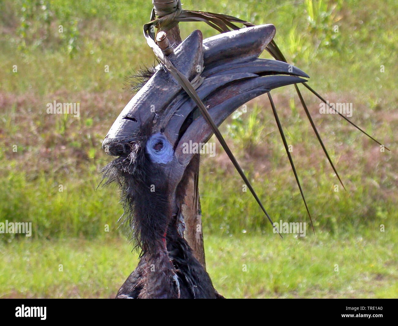 Massa abissino hornbill (Bucorvus abyssinicus), illegali catturati abissino Hornbill di massa come la carne di animali selvatici in Camerun., Camerun Foto Stock