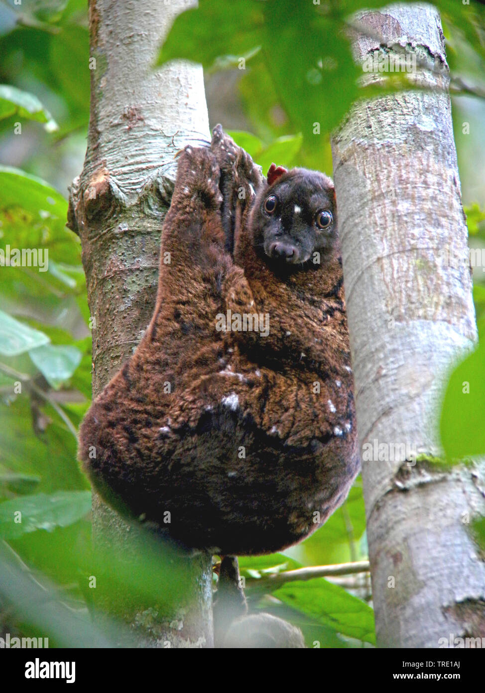 Philippine lemuri volanti, colugo (Cynocephalus volans), in corrispondenza di un tronco di albero, Filippine Foto Stock