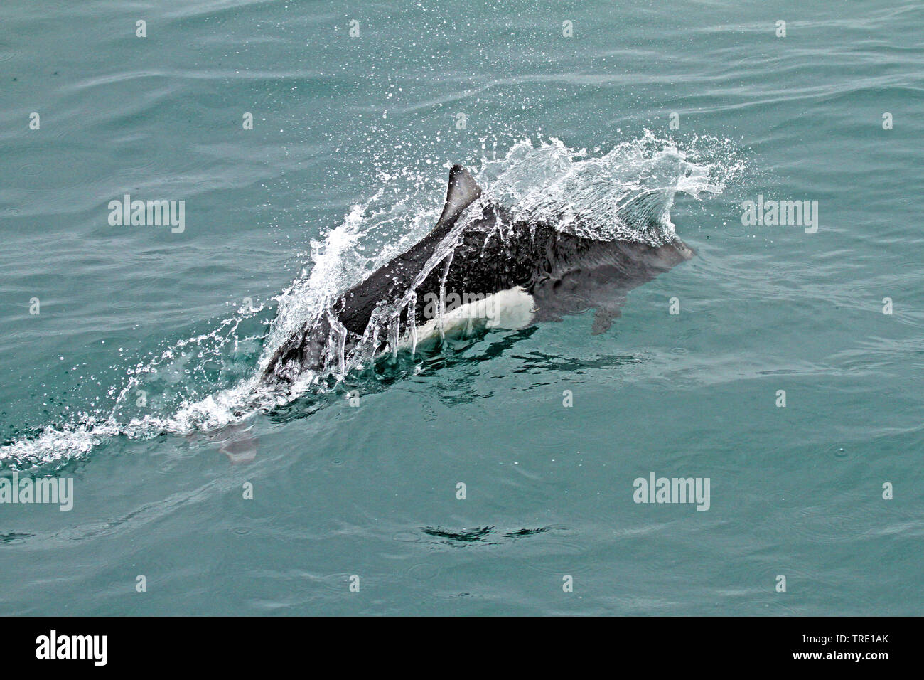 Dall focena, dallâ white-fiancheggiata focena, spray focena (Phocoenoides dalli), salti fuori dall'acqua, USA, Alaska Foto Stock