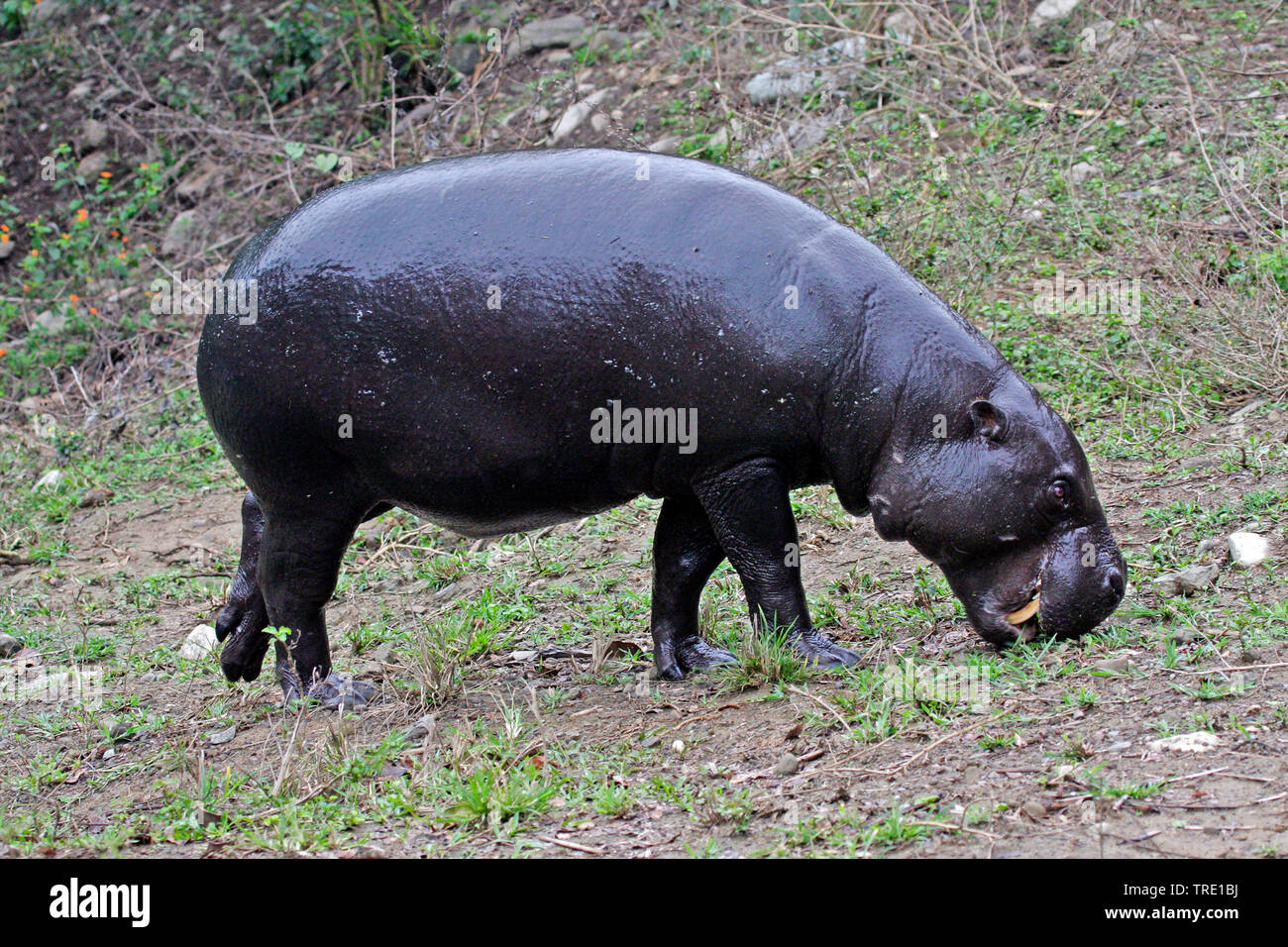 Ippopotamo pigmeo (Hexaprotodon liberiensis, Choeropsis liberiensis), il pascolo, Taiwan Foto Stock