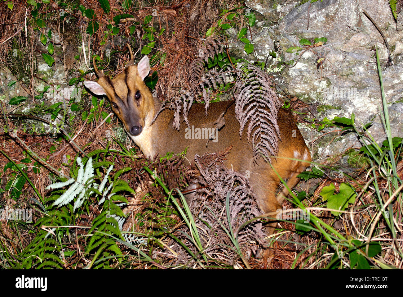 Il cinese muntjac, Reeve's muntjac (Muntiacus reevesi), nel canneto, Taiwan Foto Stock