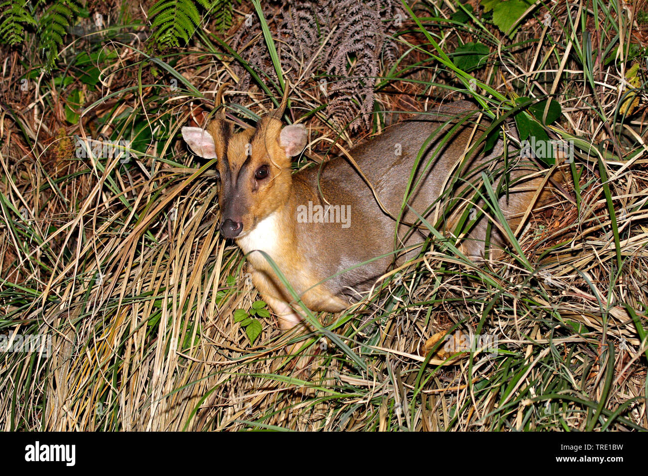 Il cinese muntjac, Reeve's muntjac (Muntiacus reevesi), nel canneto, Taiwan Foto Stock
