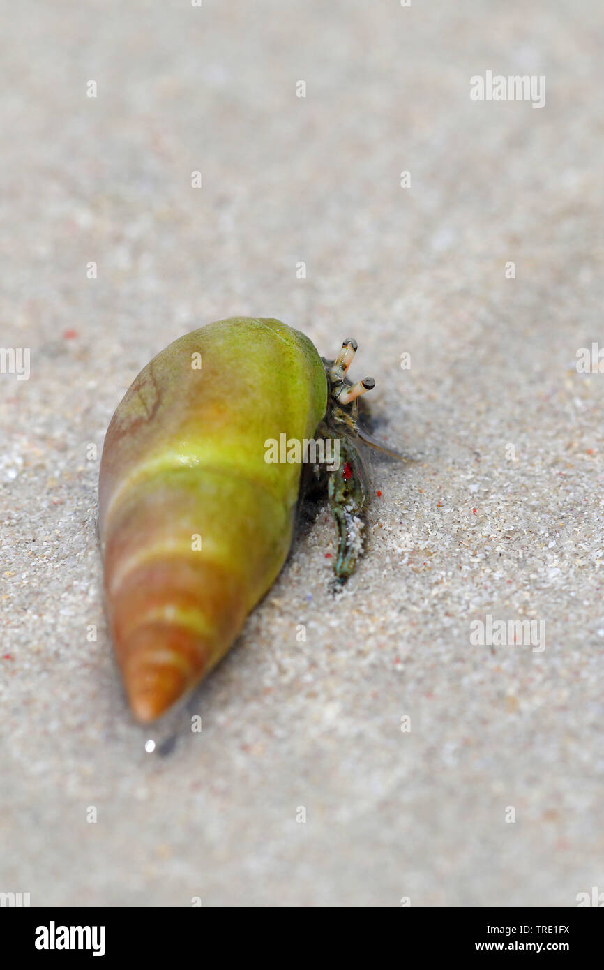 Terra granchio eremita in una lumaca Guscio a camminare sulla spiaggia, Sud Africa, Struisbaai Foto Stock