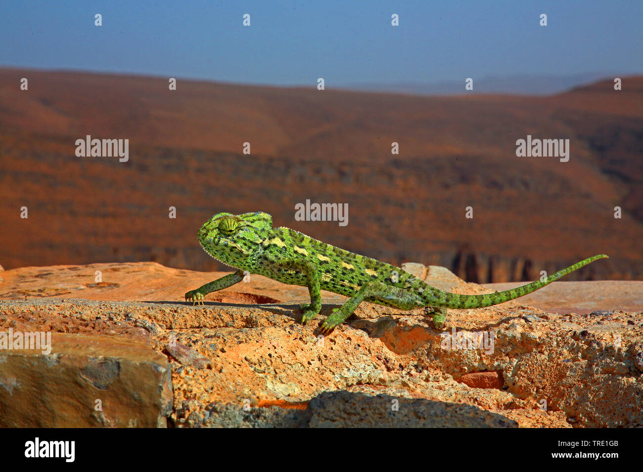 Mediterraneo camaleonte, African camaleonte, Camaleonte comune (Chamaeleo chamaeleon), su una parete, Marocco Foto Stock