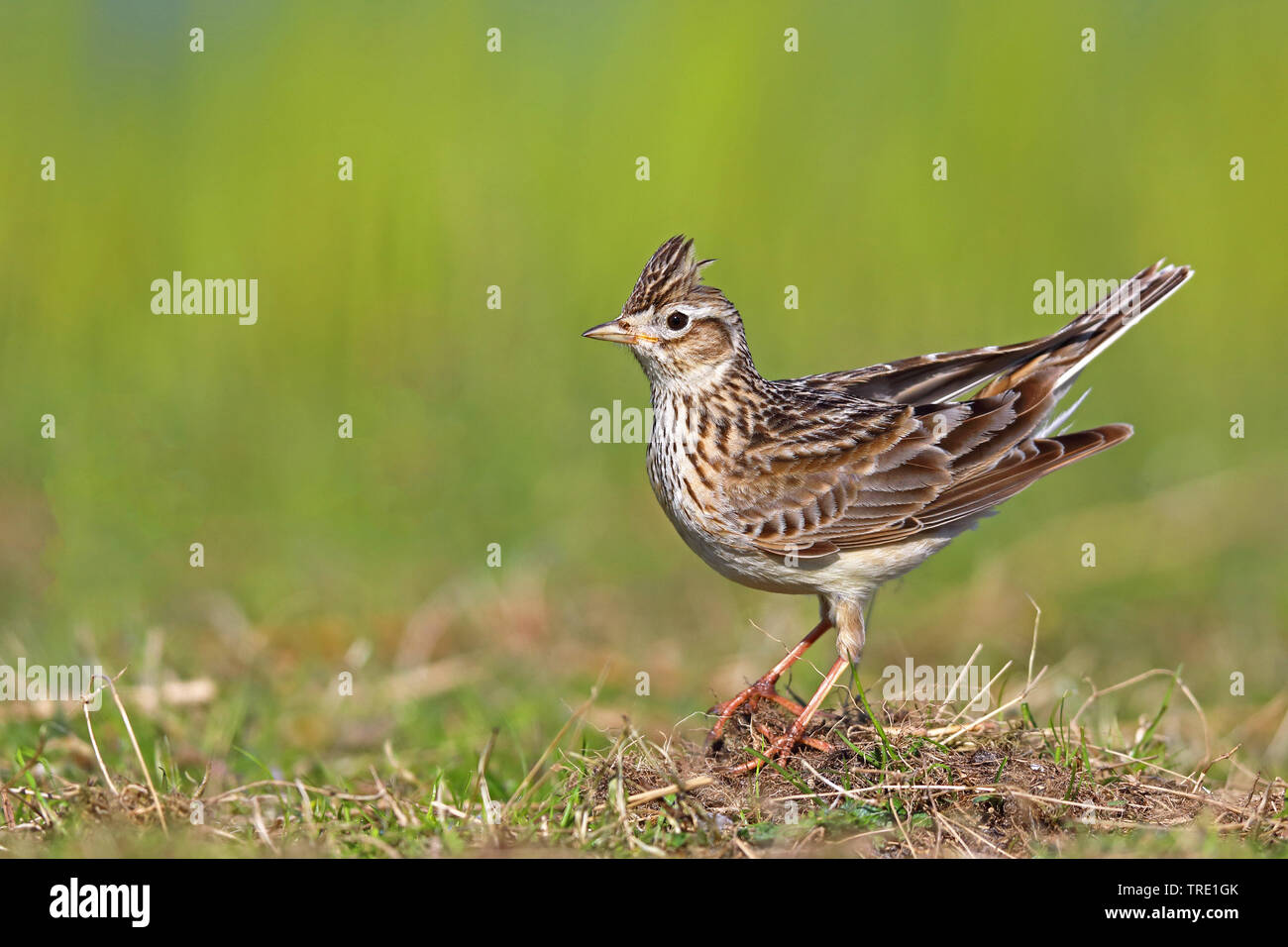Eurasian sky lark (Alauda arvense), maschio, Paesi Bassi, Frisia Foto Stock