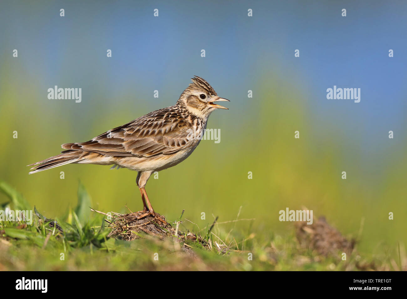 Eurasian sky lark (Alauda arvense), cantando maschio, Paesi Bassi, Frisia Foto Stock