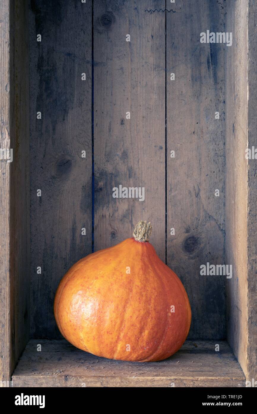 Di midollo osseo, campo di zucca (Cucurbita pepo), zucca arancione su sfondo di legno, Bundesrepublik Deutschland Foto Stock
