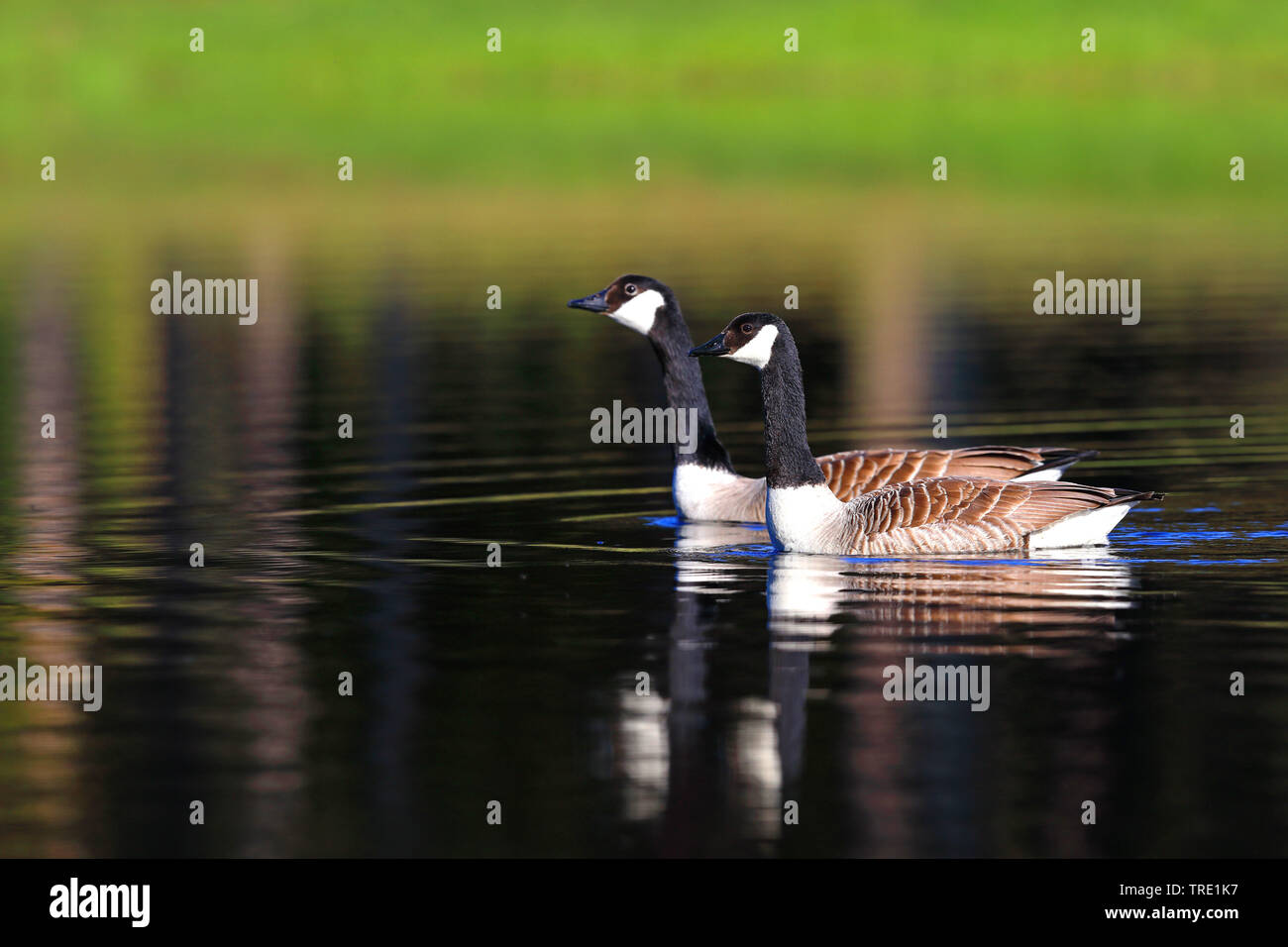 Canada goose (Branta canadensis), nuoto coppia, Svezia, Kramfors Foto Stock