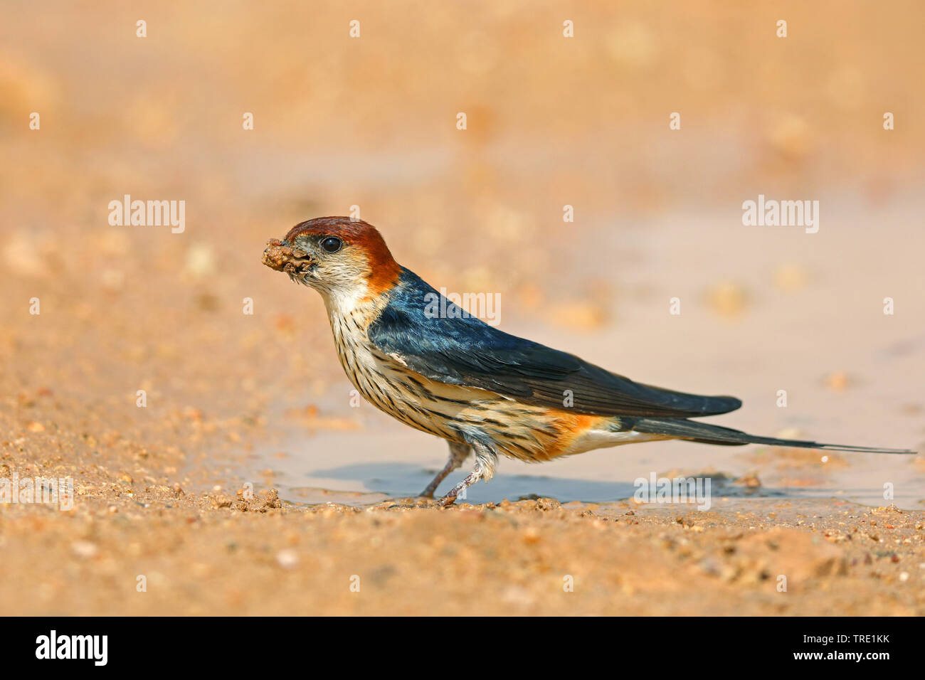 Maggiore striped swallow (Hirundo cucullata), la raccolta di materiale di nidificazione, Sud Africa Foto Stock