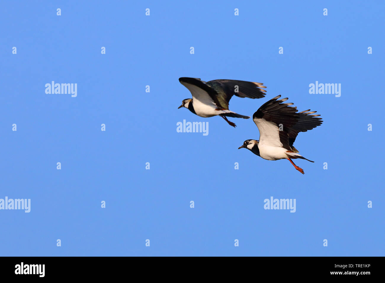 Pavoncella (Vanellus vanellus), flying coppia, Paesi Bassi, Frisia Foto Stock