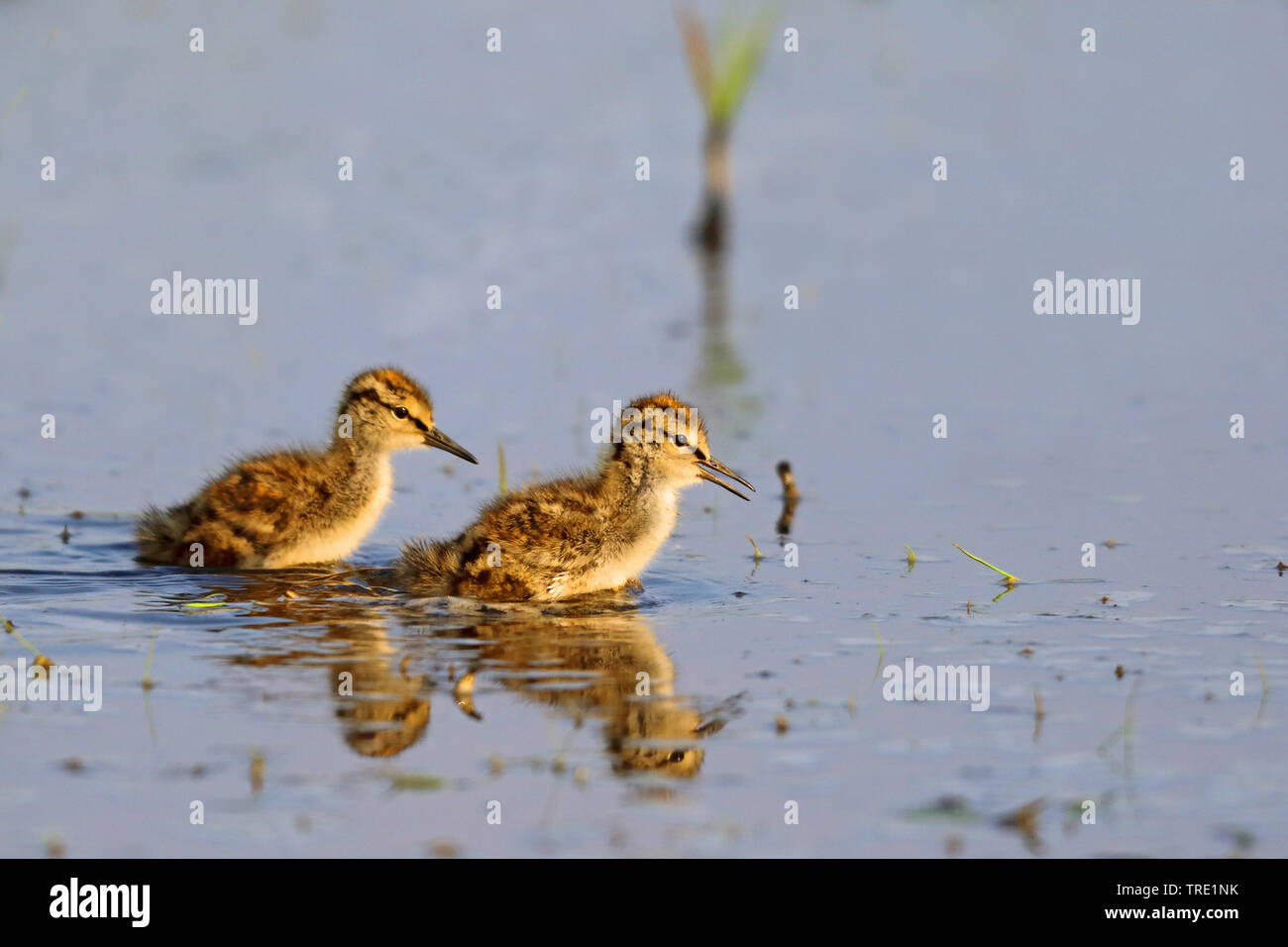 Comune (redshank Tringa totanus), pulcini alla ricerca di cibo in acque poco profonde, Paesi Bassi, Frisia Foto Stock