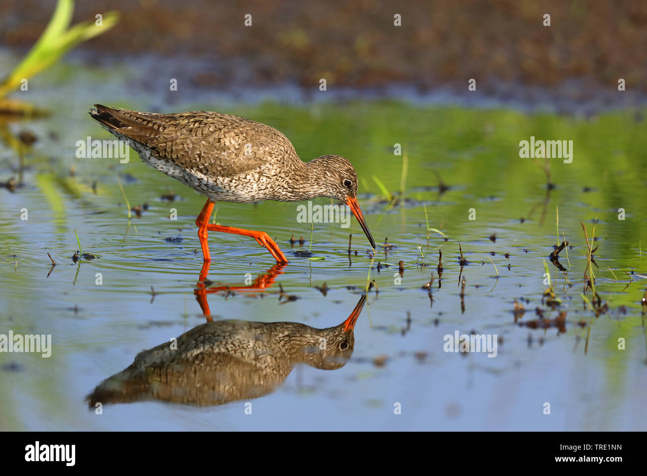 Comune (redshank Tringa totanus), alla ricerca di cibo in acque poco profonde, Paesi Bassi, Frisia Foto Stock