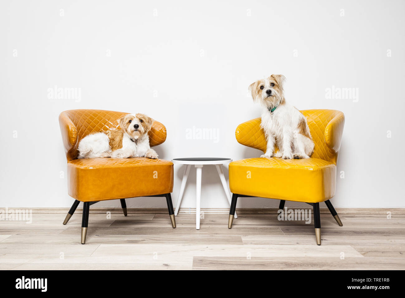 Due piccoli cani seduti su poltrone, Germania Foto Stock
