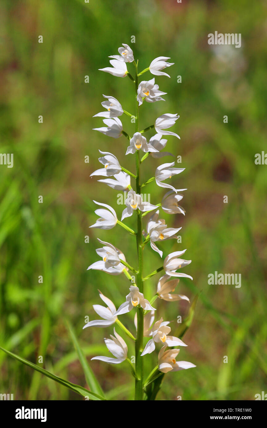 A stretta lasciava helleborine (Cephalanthera longifolia), infiorescenza, Svezia, Oeland Foto Stock