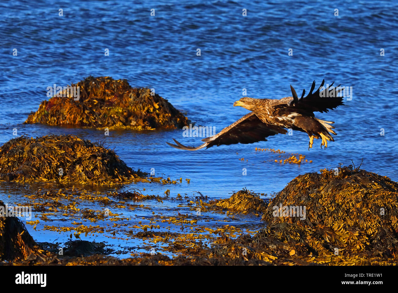 White-tailed sea eagle (Haliaeetus albicilla), giovanile a partire da una roccia costiere, Norvegia, Penisola Varanger Foto Stock