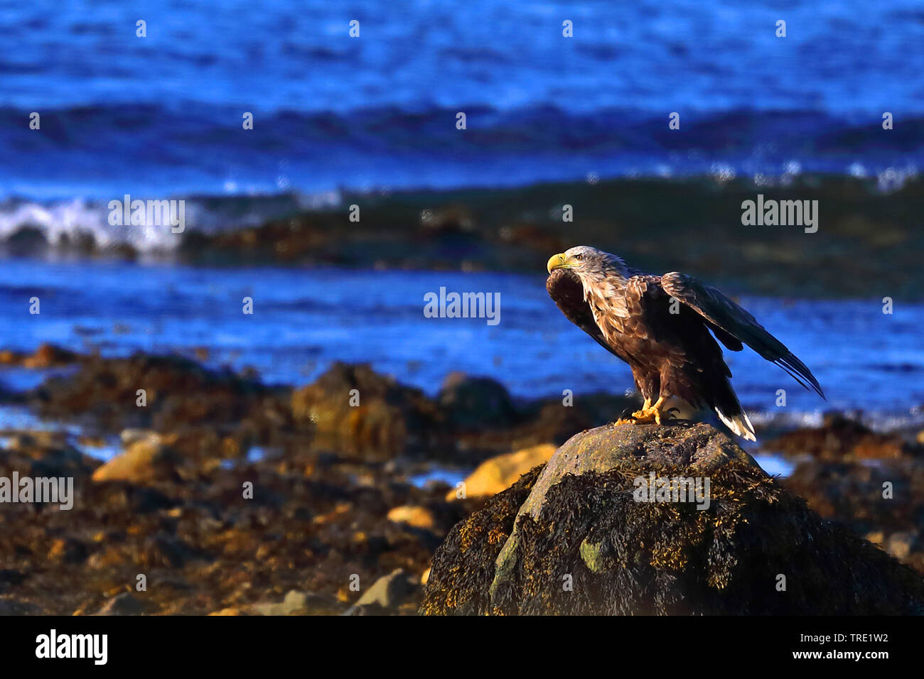 White-tailed sea eagle (Haliaeetus albicilla), giovanile a partire da una roccia costiere, Norvegia, Penisola Varanger Foto Stock